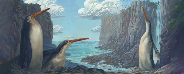 School kids in New Zealand discovered a giant penguin fossil with long legs