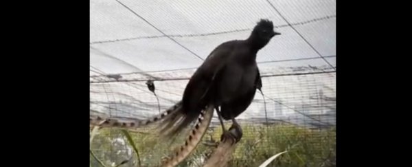 A bird in an Australian zoo has learned to perfectly mimic a crying human baby