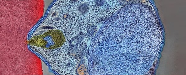 Malaria parasite latched onto red blood cell