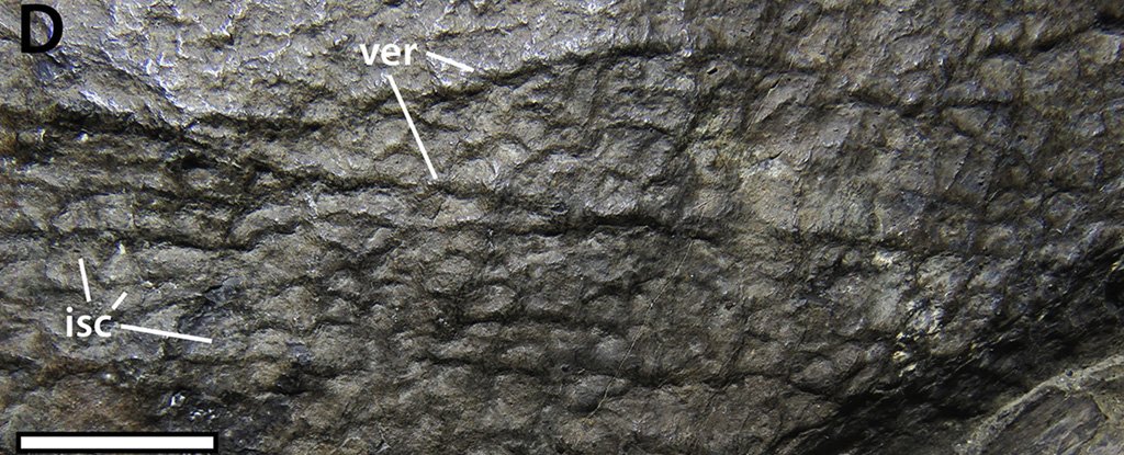 This Fossilized Skin Sample of an Iconic Dinosaur Has Revealed Jaw-Dropping Details - ScienceAlert