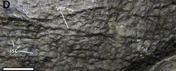 This fossilized skin sample of an iconic dinosaur has revealed jaw-dropping details