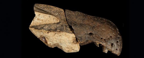 Enigmatic fossils from the Isle of Wight reveal 2 new predatory dinosaurs