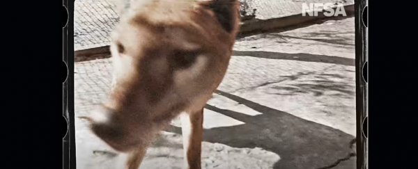 Heartbreaking footage of the last known thylacine has now been released in color