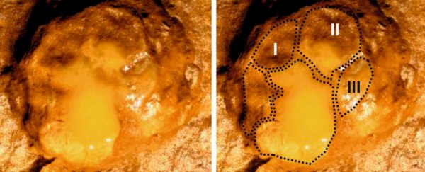 Scientists uncover dozens of ancient baby elephant tracks, but they didn't walk alone