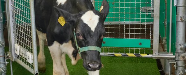 Scientists figured out how to toilet train cows, and it's totally genius