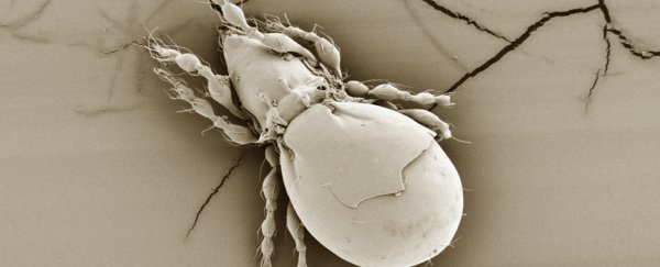This one tiny animal has found a way to give up sex completely, and still do fine