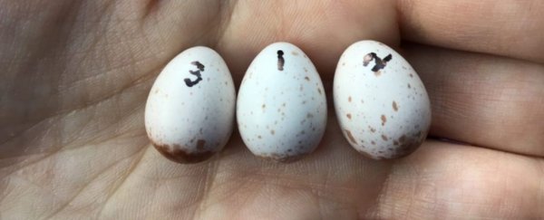 Baby birds start learning songs from inside their snug eggs, study reveals