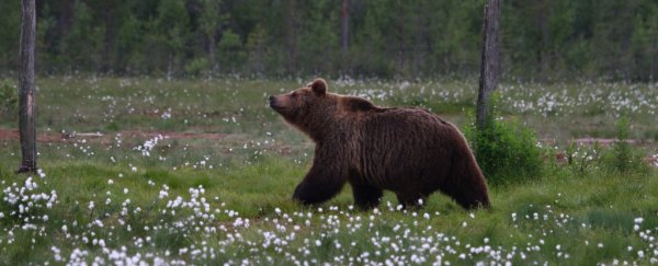 Antibiotic resistance has been found in bears in remote Scandinavia