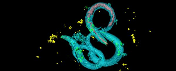 Worms share memories with others by swapping RNA, wild study reveals