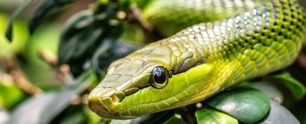 All modern snakes evolved from just a few asteroid survivors