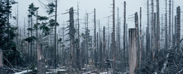 First study of its kind finally reveals how dying trees affect Earth's carbon cycle