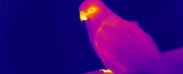 Animal Bodies Are 'Shape-Shifting' to Survive Climate Change, Scientists Say