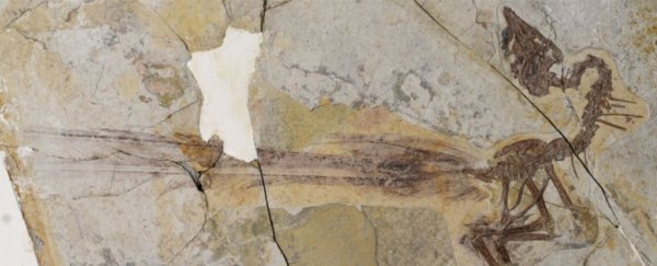 Spectacular fossil shows a 120-million-year-old bird with a highly impractical tail