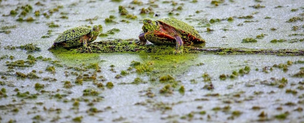 Mass Extinction Events Can Turn Freshwater Into Toxic Soup, And It's Already Happening