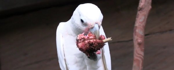 Researchers have finally observed these crafty cockatoos making 'cutlery' in the wild