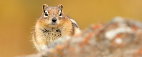 Ground squirrels have four specific personalities that shape their ecosystems