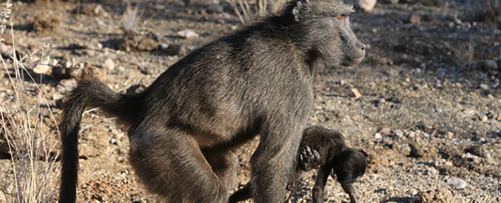 The Sad Reason Some Primate Moms May Carry Around Their Dead Infants - ScienceAlert