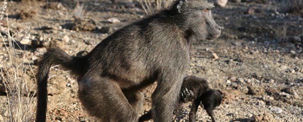 The sad reason some primate moms may carry around their dead infants