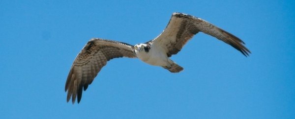 Migrating birds follow the whims of the wind when flying non-stop across the sea
