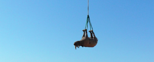 Scientists hung rhinos upside-down from helicopters... for science