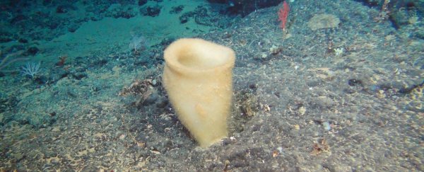The deep seas near New Zealand have yielded 6 new species of bizarre sponges