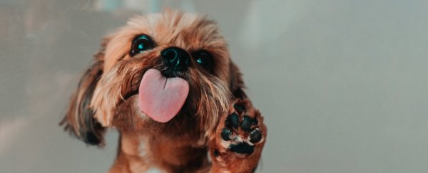 Dogs really are hard-wired to understand humans from birth, experiments show