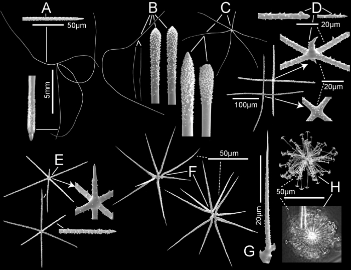 spicules