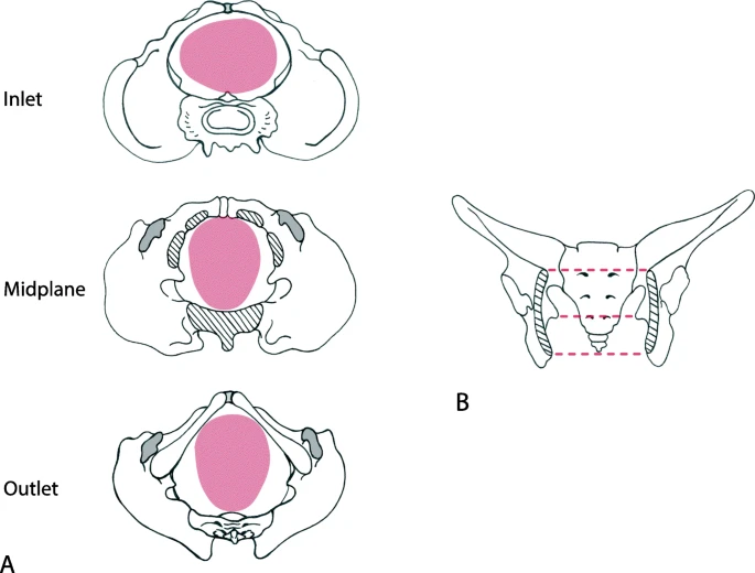 The rotational birth of humans.