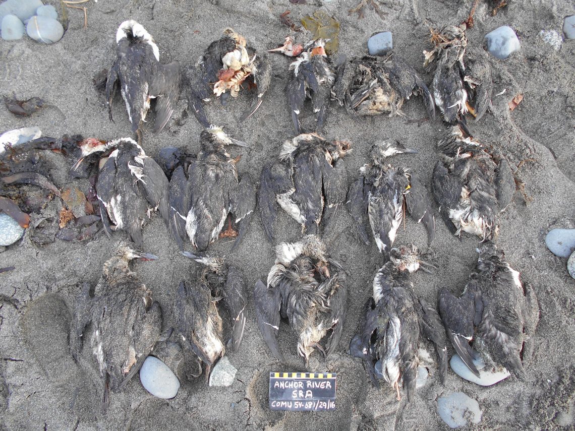 Rows of dead birds.