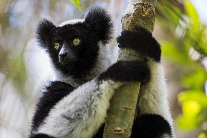 IndriLemurInTree