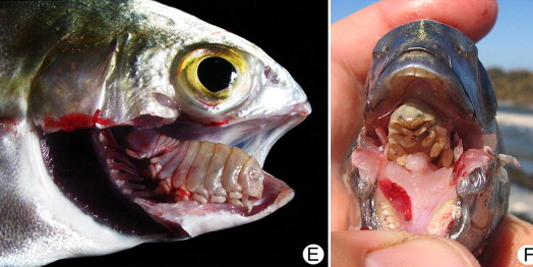 Mouth dwelling isopods in different fish species. (Nico Smit, xxxx)