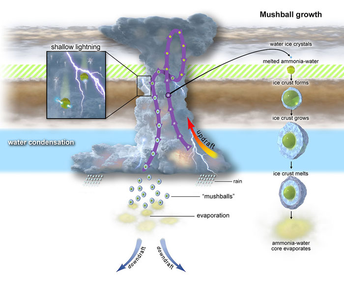 An illustration of the mushball growth cycle 