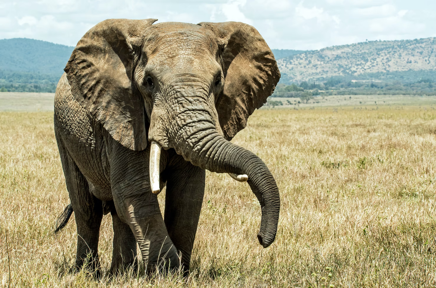 Tusked African elephant resting its trunk on its tusk. (David Clode/Unsplash)