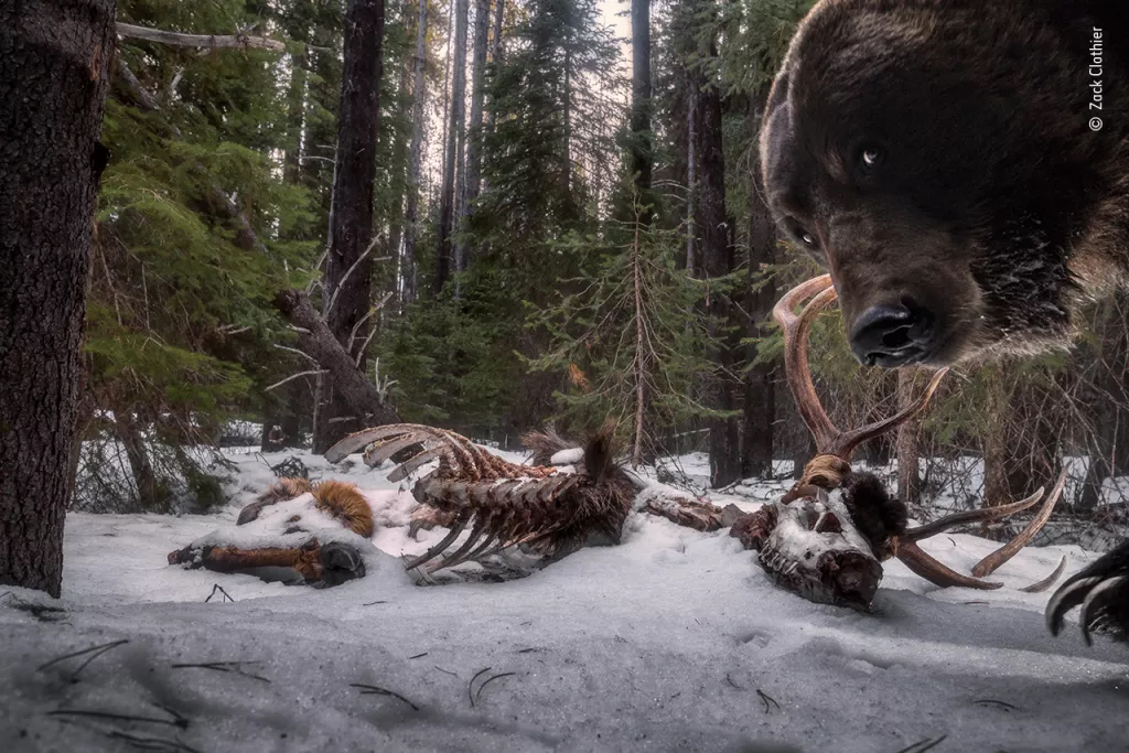 "Grizzly leftovers" won its 2021 Wildlife Photographer of the Year competition category. ( Zack Clothier/Wildlife Photographer of the Year)