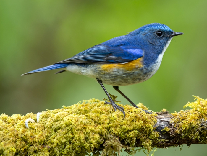 bluetail