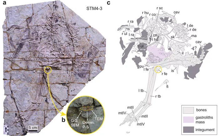 Stone slab with fossil of caudipteryx, highlighting chromosome-like features