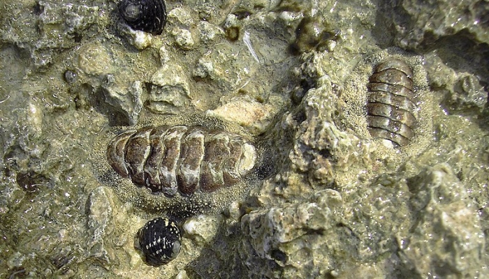 chitons