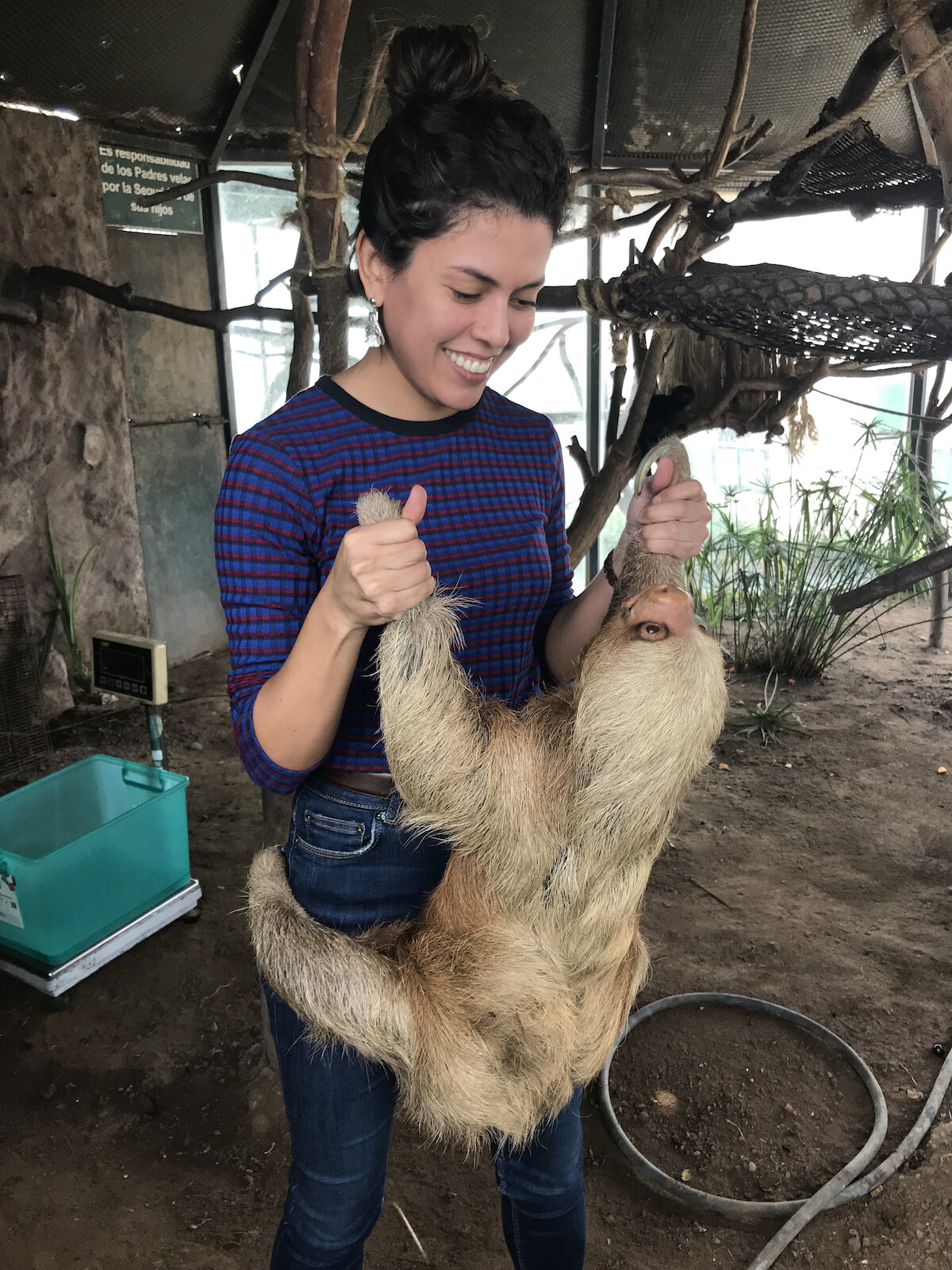 A three-toed sloth (Bradypus variegatus)