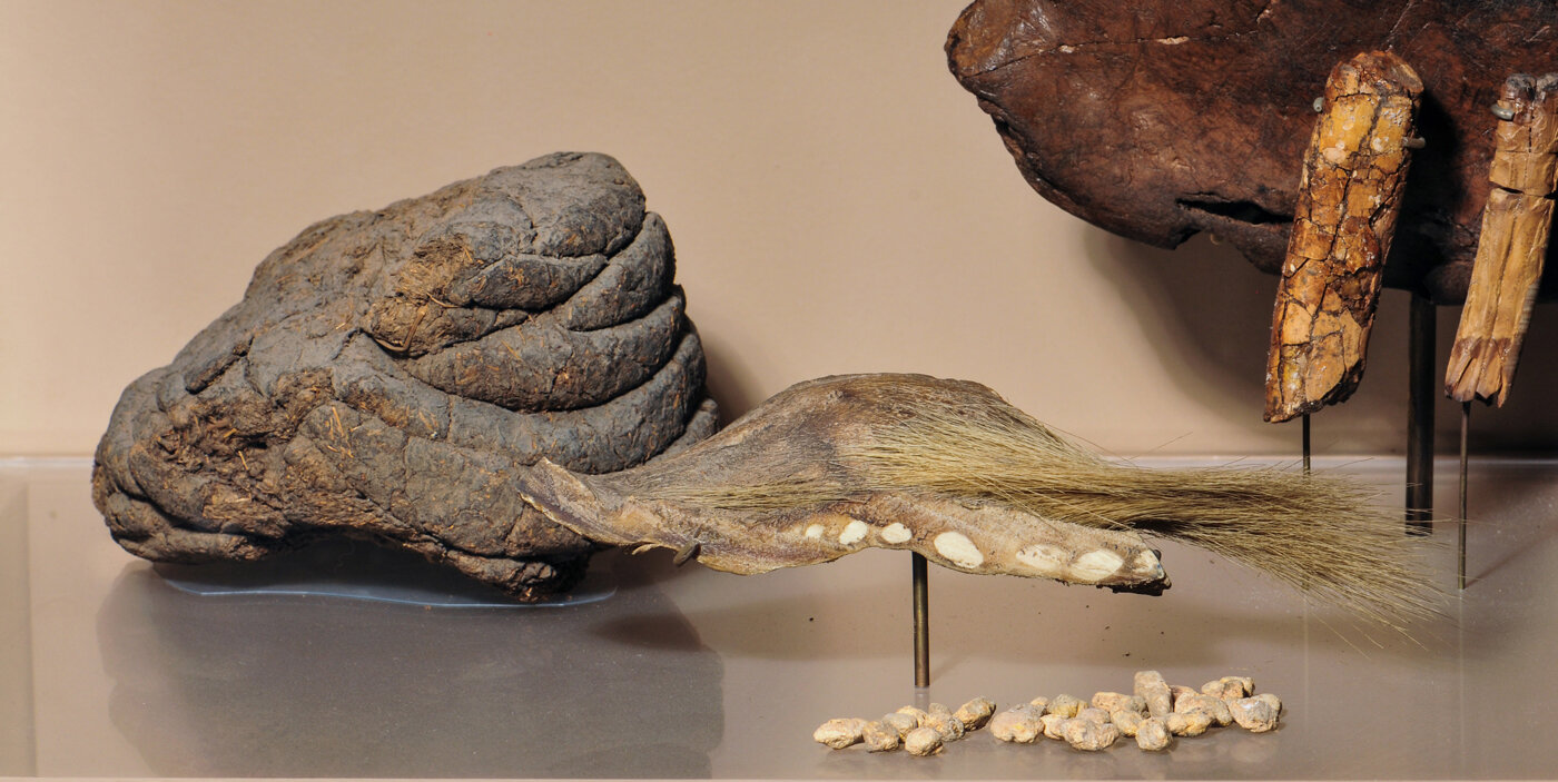 Fósiles de M. darwinii en exhibición