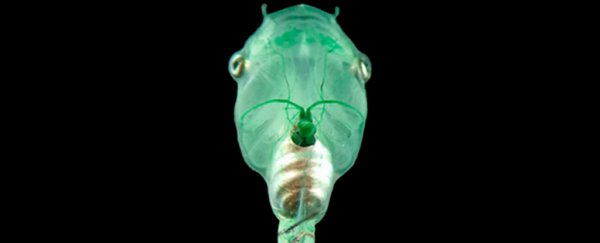 Injecting algae into suffocated tadpoles brings their brain cells back to life