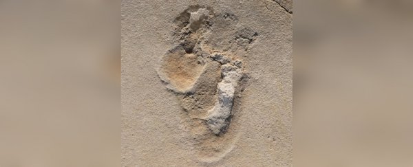 Ancient tracks may be the oldest hominin footprints ever found, scientists say