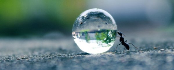 Ants could help explain why our brains mysteriously shrank thousands of years ago