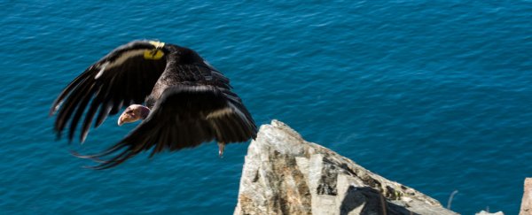 Condors had 'virgin births' despite having access to fertile mates, a first for birds