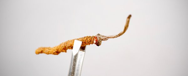Cancer drug derived from Himalayan 'caterpillar fungus' smashes early clinical trial