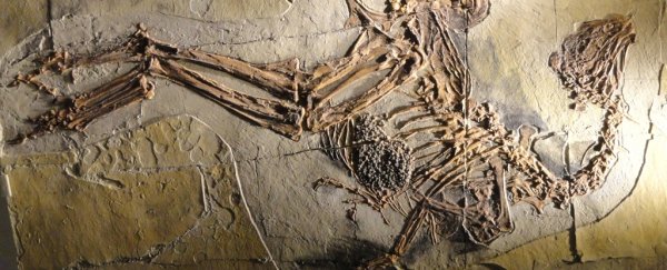 Traces of dinosaur DNA may still exist in 125 million-year-old bones, scientists say