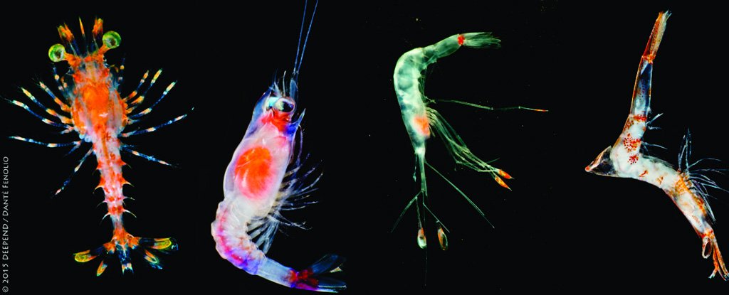 These Tiny 'Monsters' of The Deep Sea Are Not What Scientists First Thought