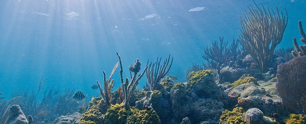 Scientists Are on a Mission to Save Florida's Coral Reefs From a Mysterious Dise..
