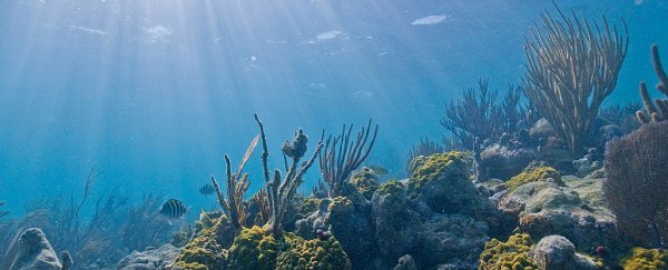 Scientists are on a mission to save Florida's coral reefs from a mysterious disease
