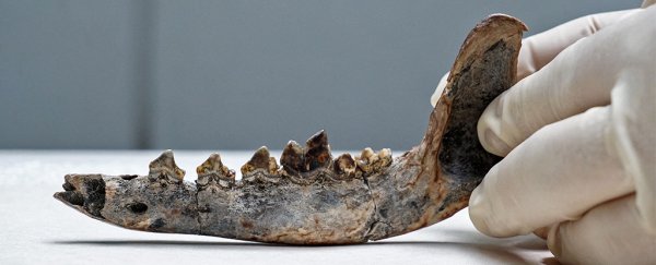 This 12,000-year-old fossil jaw could be the oldest known dog in the Americas