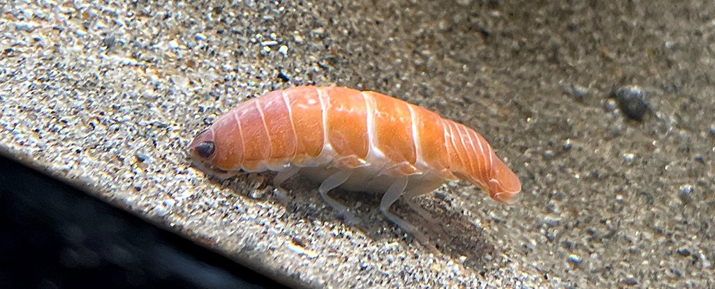 This Bloodsucking Sea Parasite Just Happens to Look Exactly Like Delicious Sushi